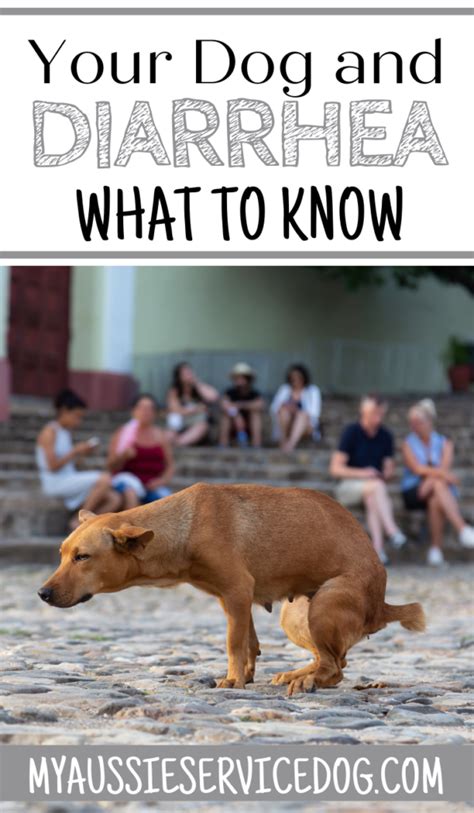 Your Dog And Diarrhea What To Know In 2021 Dog Has Diarrhea Dogs