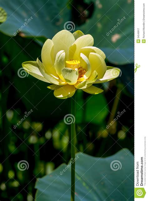 A Beautiful Blooming Yellow Lotus Water Lily Pad Flower