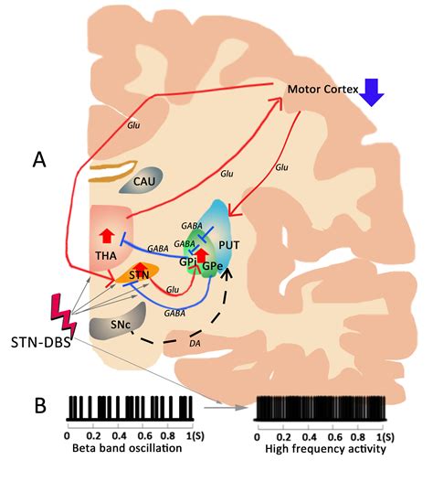 Deep Brain Stimulation Of Subthalamic Nucleus Selectively Modulates