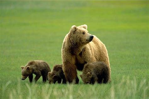Grizzly Bears Pictures Pics Of Grizzly Bears Beautiful Wildlife