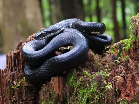 Kingsnake Blog Blog The Black Rat Snake