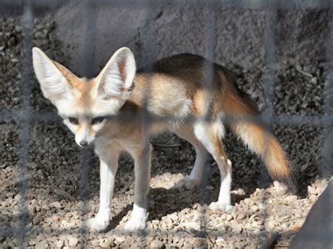 Vulpes Zerda Fennec Fox In Animal World And Snake Farm Zoo