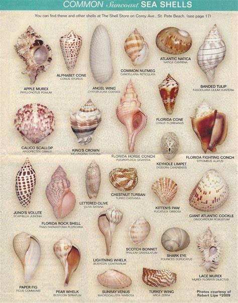 Atlantic Coast Of Florida Seashells Shells And Sand Sea Shells Diy