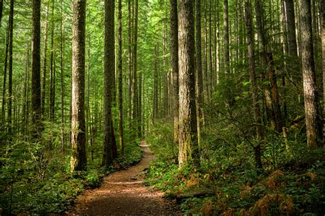 Path Through A Sunlit Forest Stock Photo Download Image Now Forest