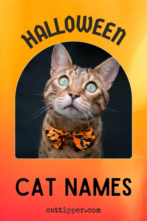 Halloween Cat Names Witchy Vampire Villain Names