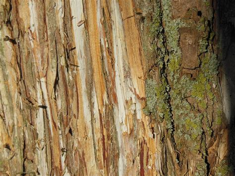 Cedar Tree Bark 2 Photograph By Only A Fine Day Fine Art America