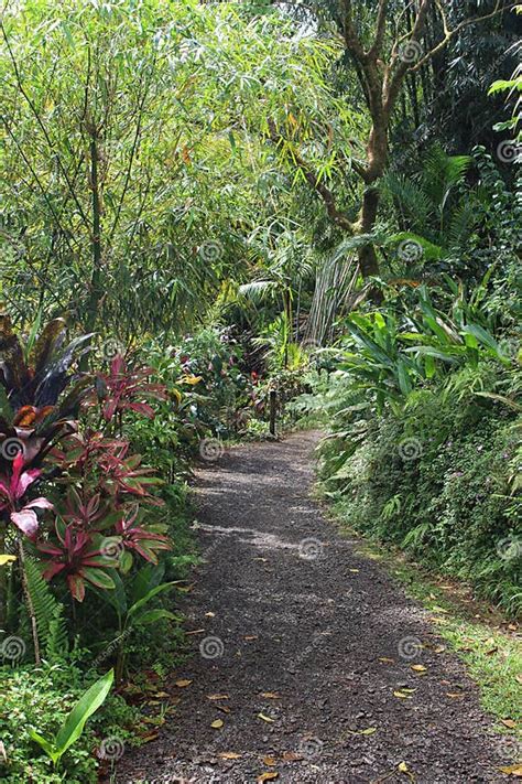 Walking Down A Path In A Rainforest Surrounded By Lush Vegetation In