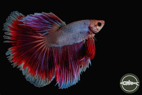 Betta Fish Fin Rot The Main Enemy Of A Fighting Fishs Flowing Fins