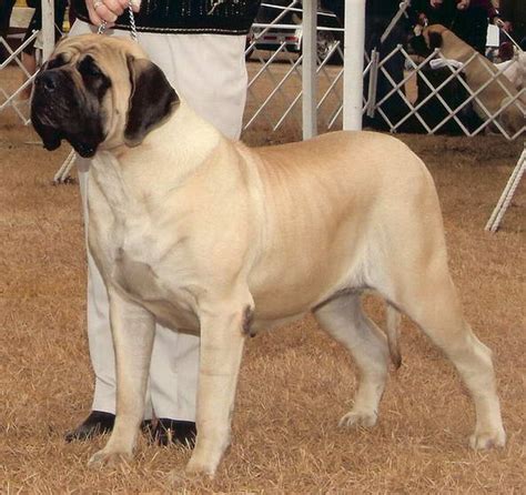 English Mastiff