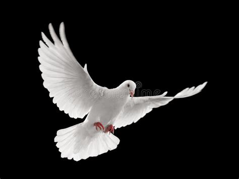 Dove Flying Stock Photo Image Of White Nature Bird 8811244