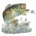 Bass Fish Png - PNG Image Collection