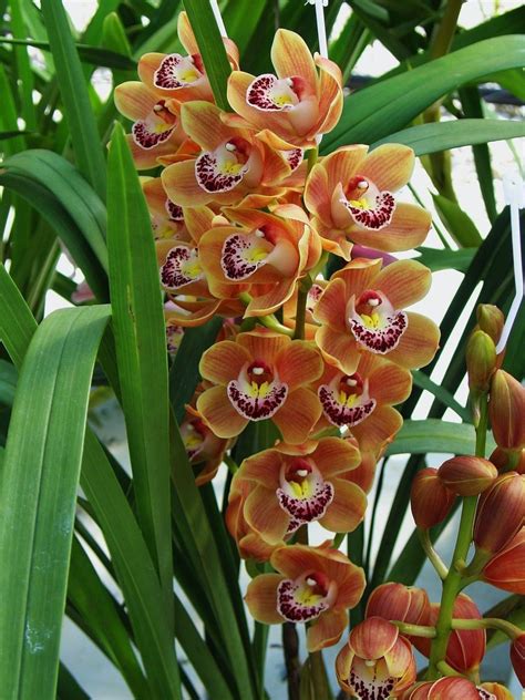 Cymbidium Orchid Orange Gem Orchid Plants Exotic Plants Orchid Flower Exotic Flowers