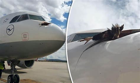 Plane Lh1820 Forced To Make Emergency Landing After Vulture Smashes