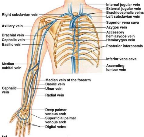 Arteries Veins And Nerves Of Arm From An Anterior Front View Labeled