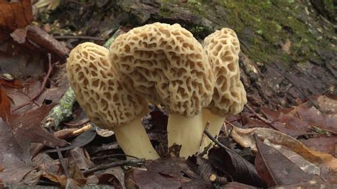 Hunting For Morel Mushrooms Youtube