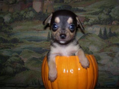 1 Toy Chihuahua Male Ckc Reg Or We Can Deliver To You For Sale In