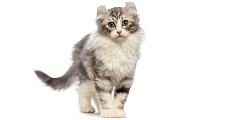 Cat Breeds With Ear Tufts And Ear Furnishings