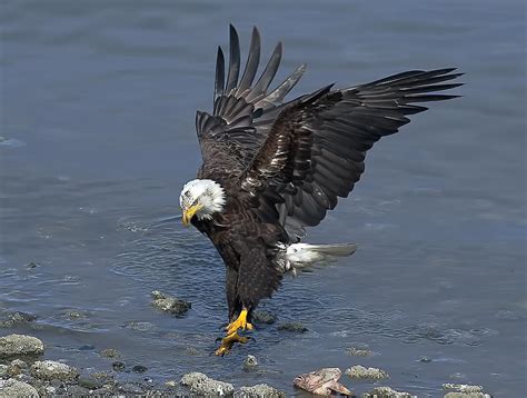 Eagle Landing 4 Photograph By Evergreen Photography Pixels