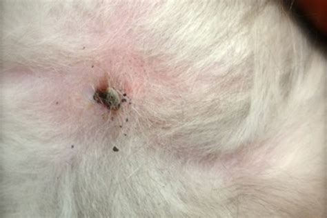10 Tips Regarding Ticks In Dogs And Cats Companion Animal