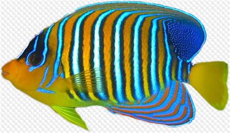 Psd 23 Png Tropical Fish On Transparent Background Transparent Png