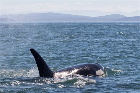 Are Southern Resident Killer Whales Starving Seadoc Society