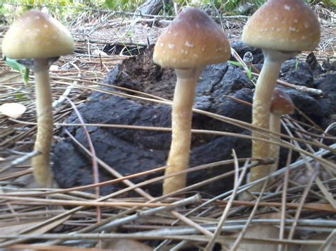Mushroom Facts On These Shrooms Mushroom Hunting And Identification