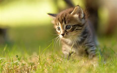 Newborn Kittens Wallpapers Wallpaper Cave