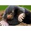 Signs Of Moles In Your Garden – Grid Sub