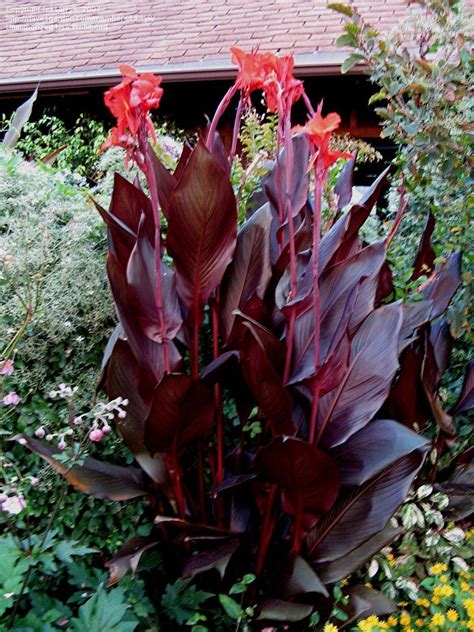 Plantfiles Pictures Canna Lily Australia Canna X Generalis By Larryr