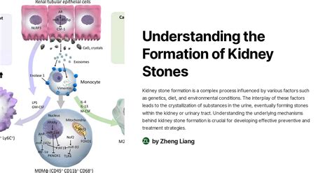 Understanding The Formation Of Kidney Stones