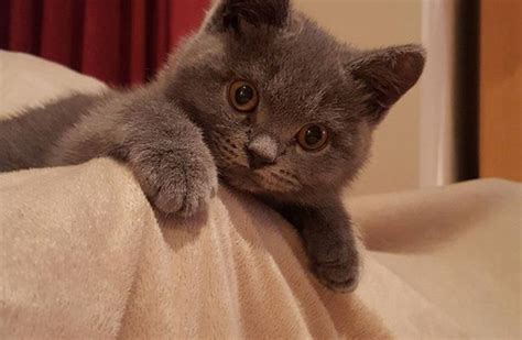 10 Adorable Irish Cats You Need To Follow On Instagram · The Daily Edge