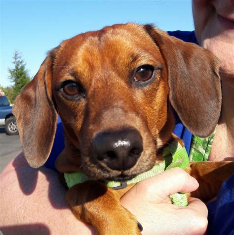 2236 wapakoneta ave, sidney, oh, 45365. Pets for Adoption at Salem Dogs, in Salem, OR | Petfinder