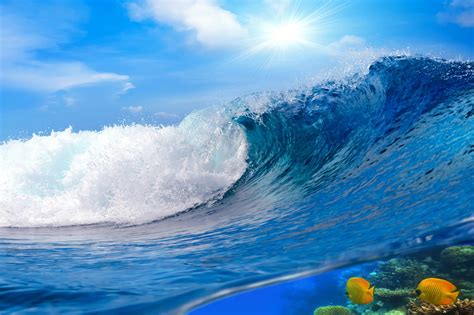 Two Yellow Fishes Fish Sea Waves Nature Hd Wallpaper Wallpaper Flare