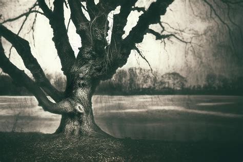 Gnarled Old Tree Photograph By Scott Norris Fine Art America