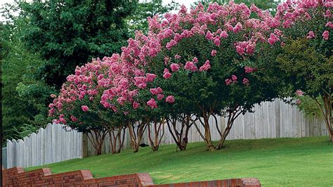 Pruning Crape Myrtles How To Keep Your Crape Healthy