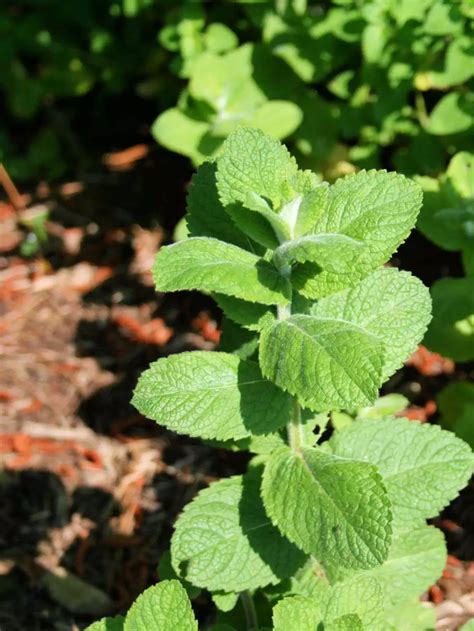 10 Growing Tips Uses For Chocolate Mint Artofit