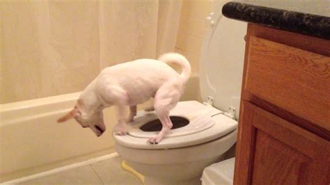 Doggy Poos In The Toilet Youtube