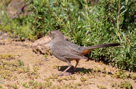 California Towhee San Diego Bird Spot