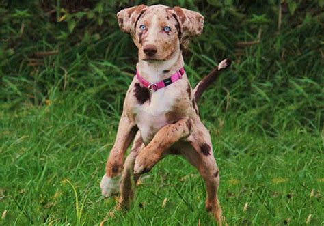 american leopard hound dog breed characteristic daily  care facts