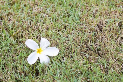 White Plumeria Flowers Fall On The Lawn Stock Photo Image Of Lawn