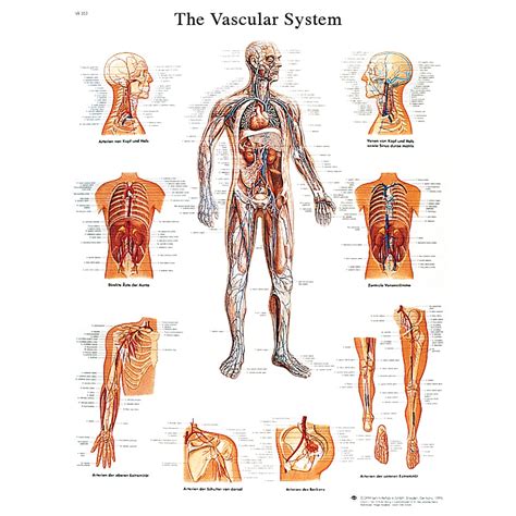 Anatomical Charts And Posters Anatomy Charts Vinyl Adhesive Poster