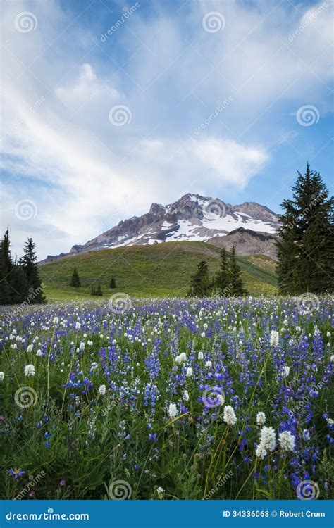 Summer Wildflowers On Mt Hood Oregon Stock Photo Image Of Summer