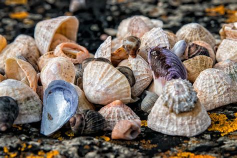 Shell Clam Beach Free Photo On Pixabay Pixabay