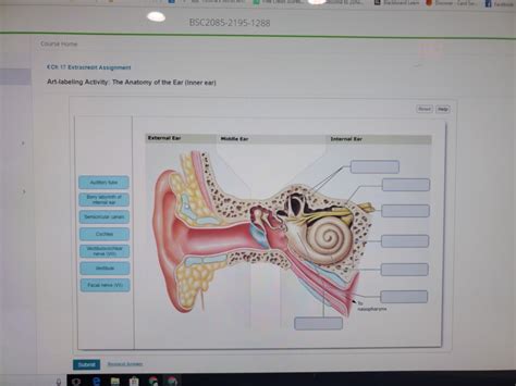 Ear Anatomy Activity