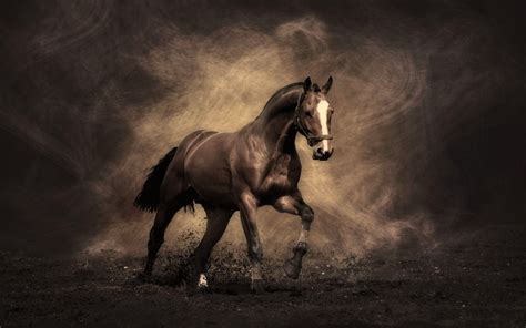 Horses Wallpapers Wallpaper Cave