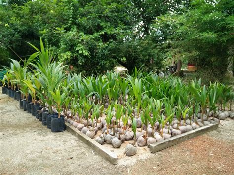 5 bagian tanaman kelapa ini dapat. KELAPA MATAG - PUSAT SEMAIAN AHLI PELADANG KAW PT ...