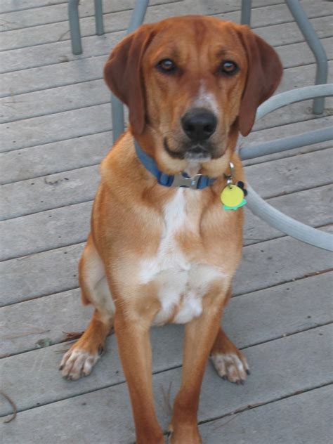 redbone coonhound breed guide learn   redbone coonhound