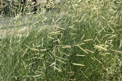 It's native to the short grass prairies of the great plains and to much of the intermountain region. Bouteloua gracilis and cultivars - PlantRight