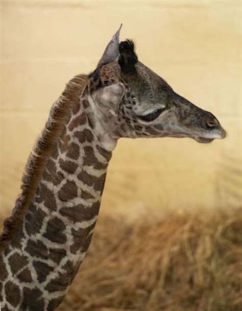 Disneys Animal Kingdom Welcomes New Masai Giraffe Calf Wdw Magazine