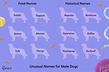 200+ Unique Male Dog Names